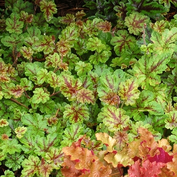 Tiarella 'Happy Trails' (069510)