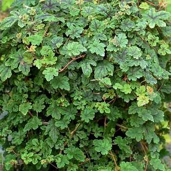 Tiarella 'Happy Trails' (069511)