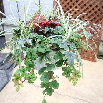 Tiarella 'Happy Trails' (069513)