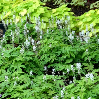 Tiarella 'Oregon Trail' (069516)