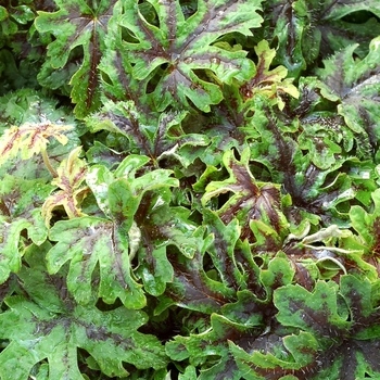 Tiarella 'Oregon Trail' (069517)