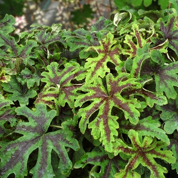 Tiarella 'Oregon Trail' (069518)