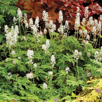 Tiarella 'Oregon Trail' (069519)