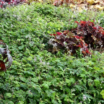 Tiarella 'Oregon Trail' (069520)