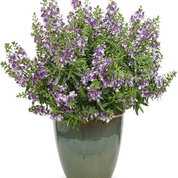 Angelonia Angelface® 'Wedgwood Blue' (069527)