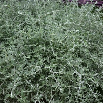 Helichrysum petiolare 'Silver Star' (069668)