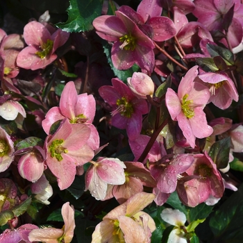 Helleborus x ericsmithii Gold Collection® 'Pink Frost' (069681)