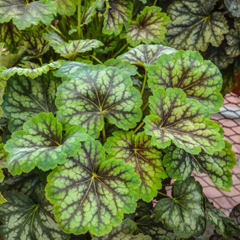 Heuchera 'Carnival Cocomint' (069730)