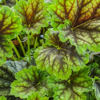 Heuchera 'Carnival Cocomint' (069731)