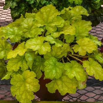 Heuchera 'Carnival Limeade' (069766)