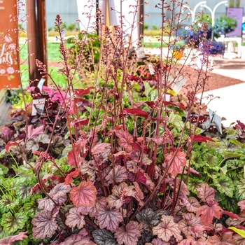 Heuchera 'Carnival Watermelon' (069770)