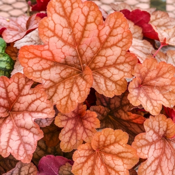 Heuchera 'Carnival Watermelon' (069772)