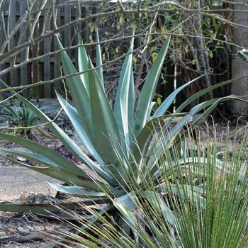 Agave weberi '' (069835)