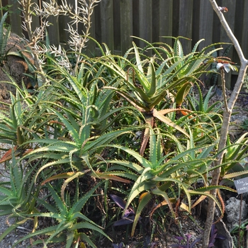 Aloe arborescens '' (069837)