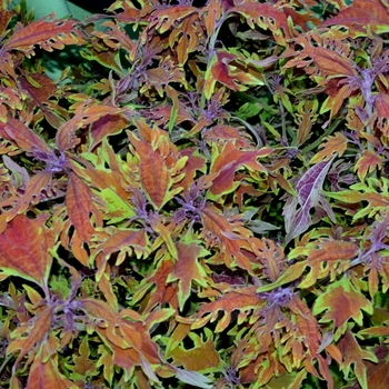 Coleus Under The Sea™ 'Langostino' (069851)