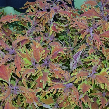 Coleus Under The Sea™ 'Langostino' (069852)