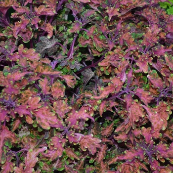 Coleus Under The Sea® 'Molten Coral' (069861)