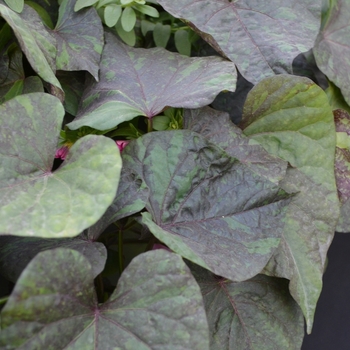 Ipomoea batatas South of the Border™ 'Chipotle' (069864)