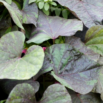 Ipomoea batatas South of the Border™ 'Chipotle' (069866)