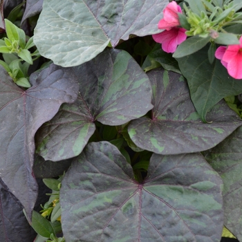 Ipomoea batatas South of the Border™ 'Chipotle' (069867)