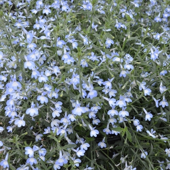 Lobelia Nautica™ 'Aquamarine' (069875)