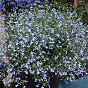 Lobelia Nautica™ 'Aquamarine' (069876)