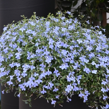 Lobelia Nautica™ 'Blue Skies' (069878)