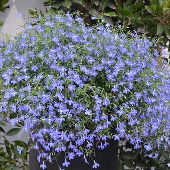 Lobelia Nautica™ 'Deep Navy' (069880)