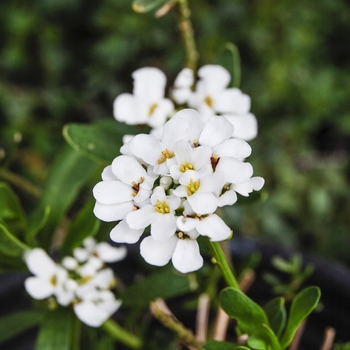 Iberis sempervirens 'Alexanders White' (070036)