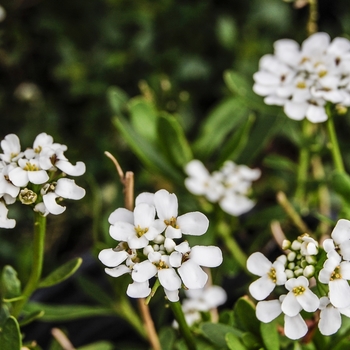 Iberis sempervirens 'Alexanders White' (070037)