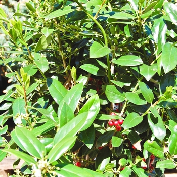 Ilex cornuta 'Needlepoint' (070041)