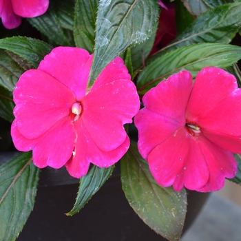 Impatiens 'Magnum Purple' (070053)