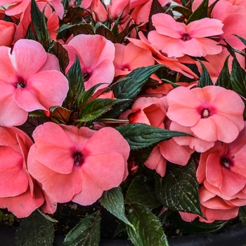 Impatiens 'Magnum Salmon' (070057)