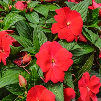 Impatiens hawkeri Divine™ 'Cherry Red' (070059)