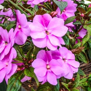 Impatiens hawkeri Divine™ 'Lavender Improved' (070060)