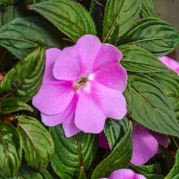 Impatiens hawkeri Divine™ 'Lavender Improved' (070061)