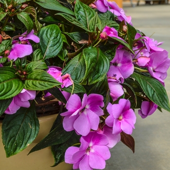 Impatiens hawkeri Divine™ 'Lavender Improved' (070062)