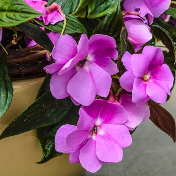 Impatiens hawkeri Divine™ 'Lavender Improved' (070063)