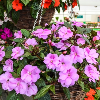 Impatiens hawkeri Divine™ 'Lavender Improved' (070064)