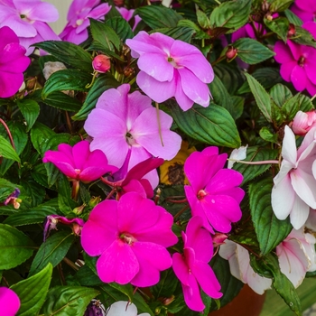 Impatiens hawkeri Divine™ 'Mystic Mix' (070067)