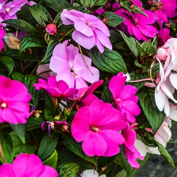 Impatiens hawkeri Divine™ 'Mystic Mix' (070068)