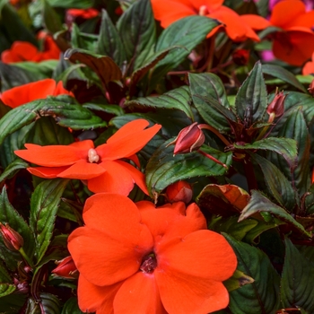 Impatiens hawkeri Divine™ 'Bronze Leaf Orange' (070071)