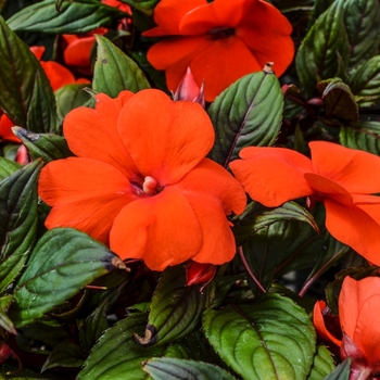 Impatiens hawkeri Divine™ 'Bronze Leaf Orange' (070072)