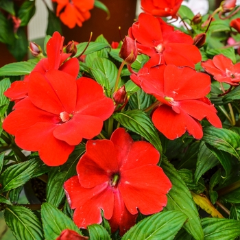 Impatiens hawkeri Divine™ 'Scarlet Red' (070075)