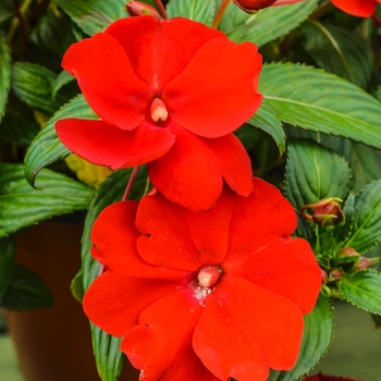 Impatiens hawkeri Divine™ 'Scarlet Red' (070076)