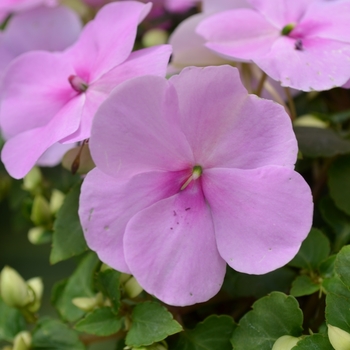 Impatiens walleriana Super Elfin® XP 'Blue Pearl' (070082)