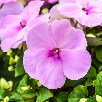 Impatiens walleriana Super Elfin® XP 'Blue Pearl' (070083)