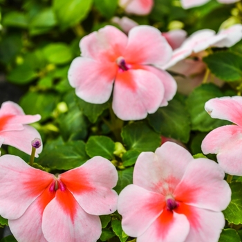 Impatiens walleriana Super Elfin® XP 'Cherry Splash' (070085)