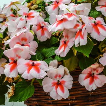 Impatiens walleriana Super Elfin® XP 'Cherry Splash' (070087)