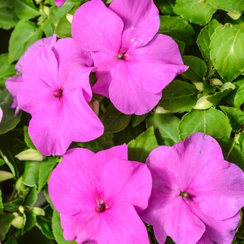 Impatiens walleriana Super Elfin® XP 'Lilac' (070091)